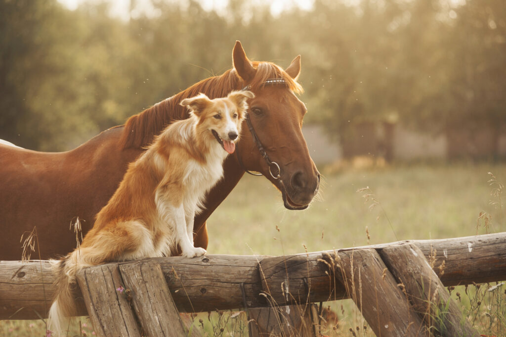 Doggie Daycare Mecklenburg NC