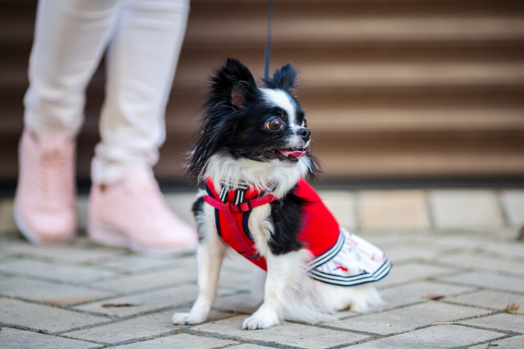 Small Dog boarding Place Charlotte NC