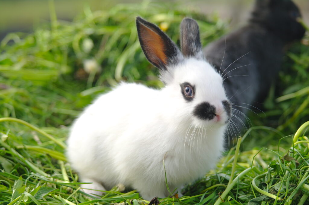 rabbit sitting service