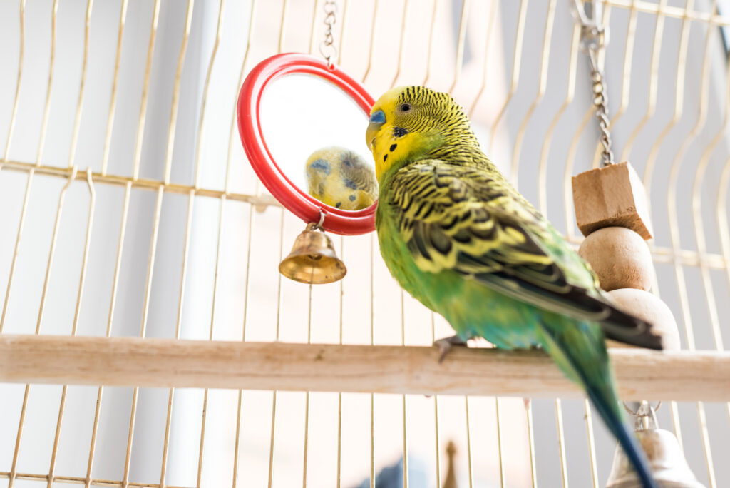 bird sitting company