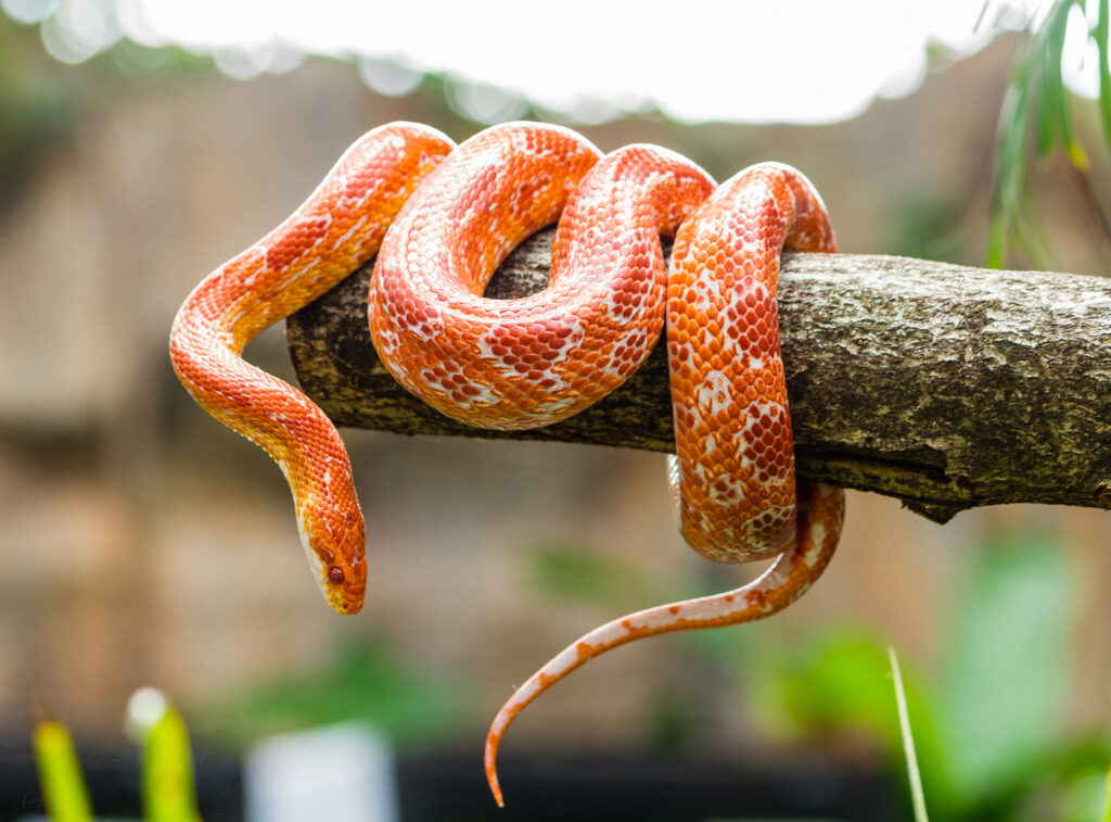 snake sitting service