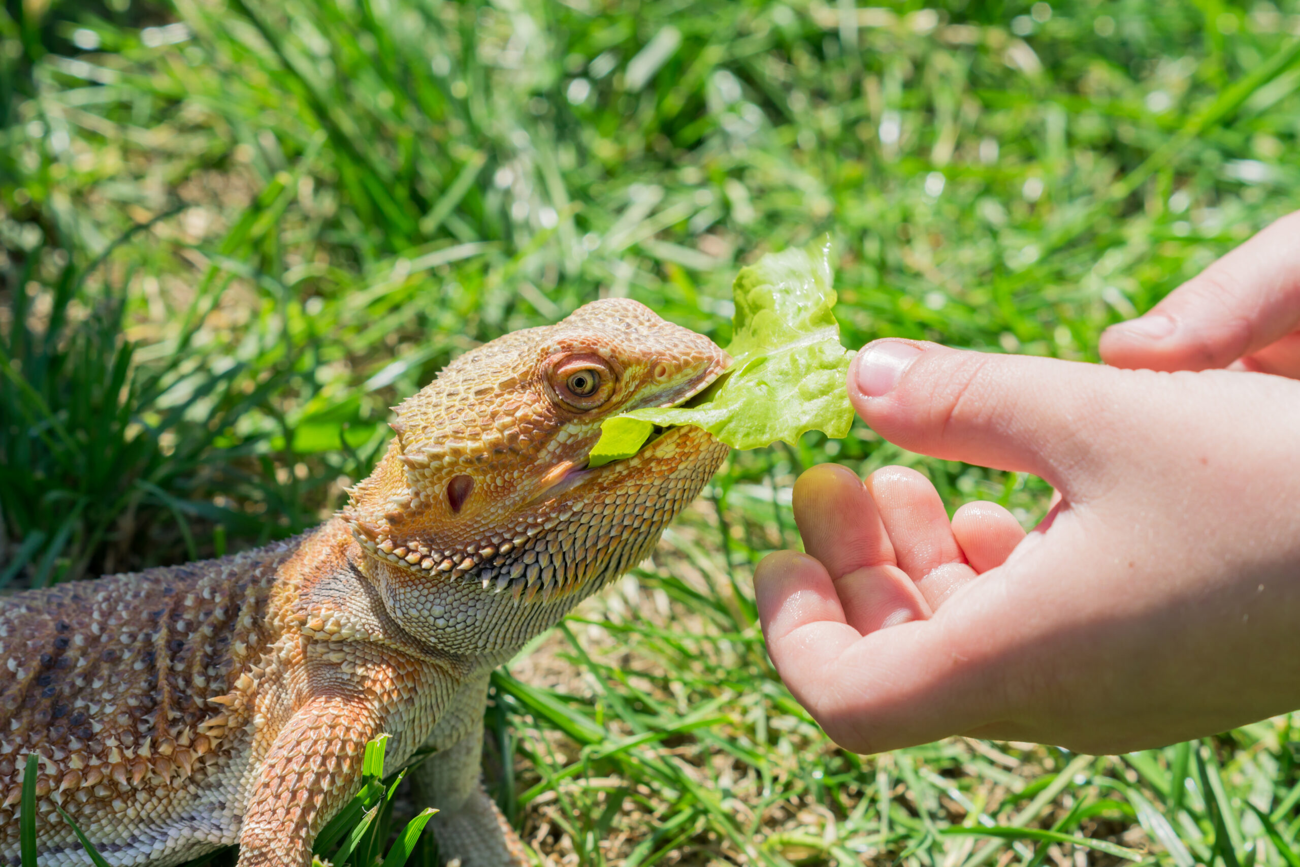Closeup of a Bearded Dragon (Pogona vitticeps) on green grass. Exotic domestic pet. reptile sitting service
