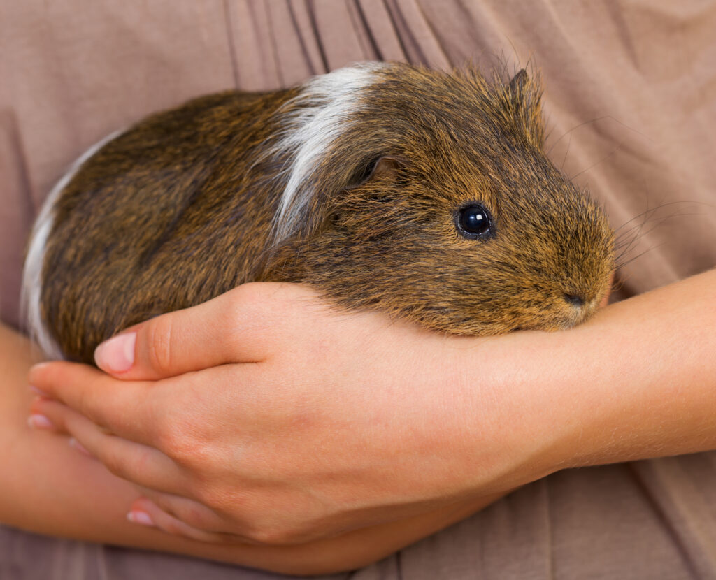 Guinea pig hamster sitting service