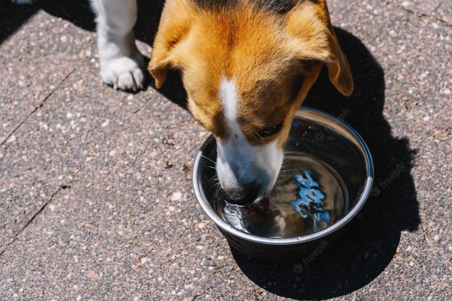 best water for dog