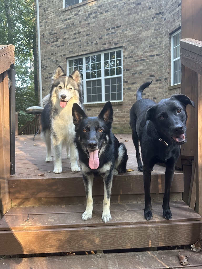 Professional Dog Boarding in Charlotte NC
