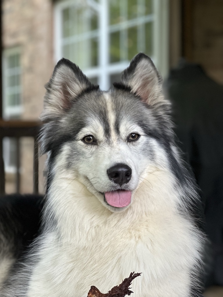 Dog Boarding Company in Charlotte