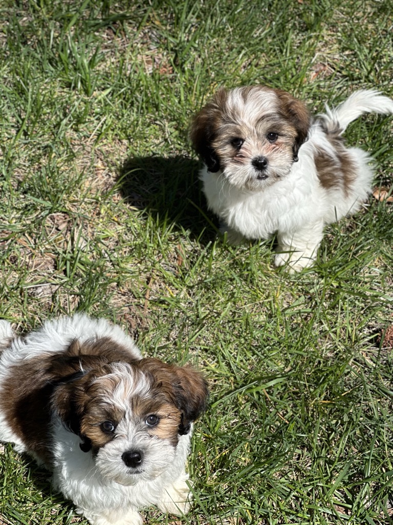 Dog Boarding Company Service