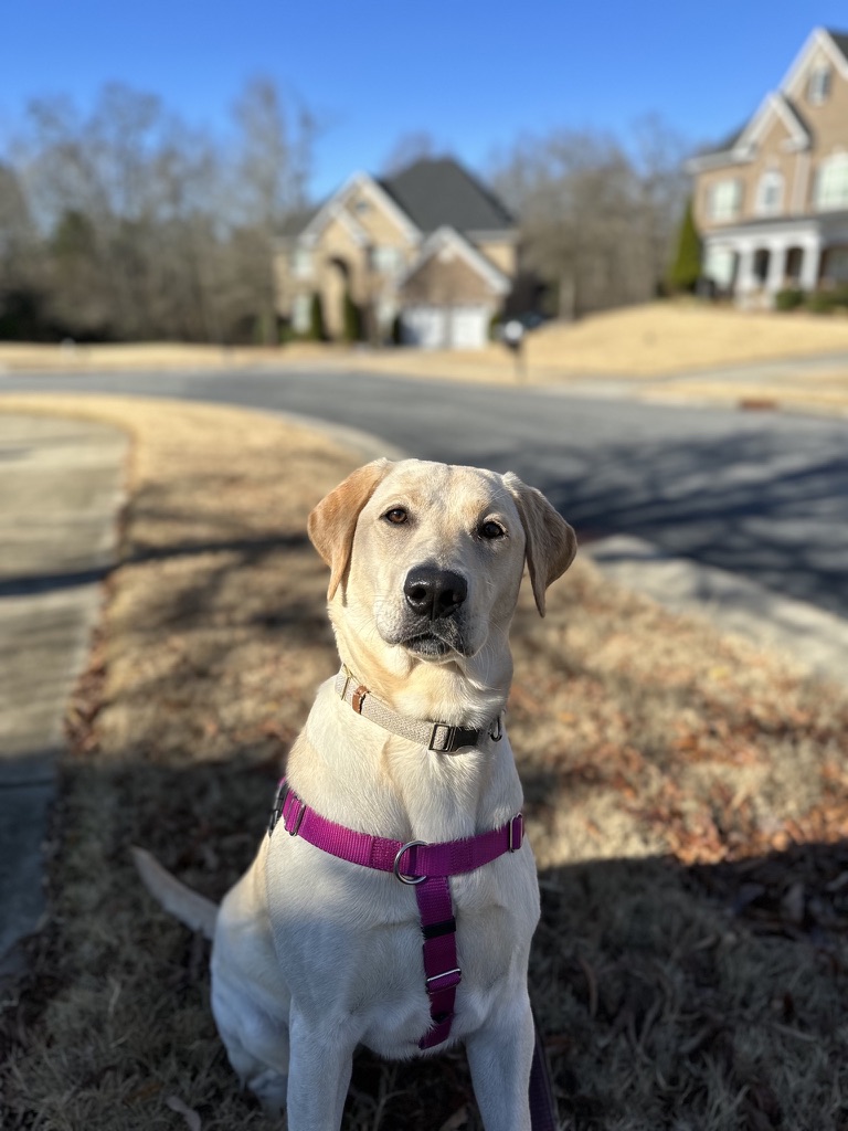 Dog Boarding Near Me