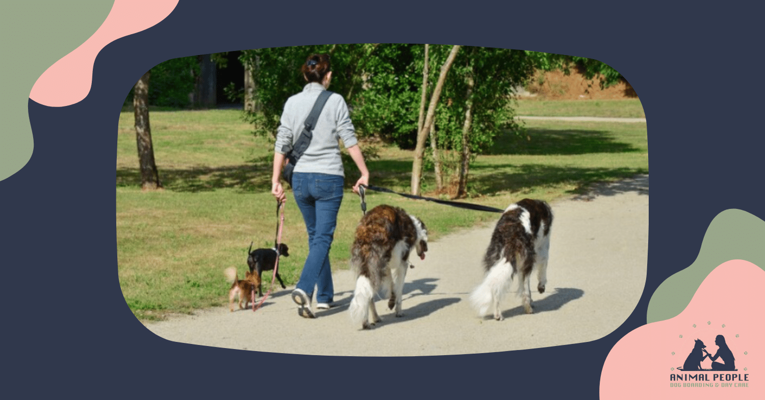 Local Dog Walking Services Find Trusted Providers Near Me