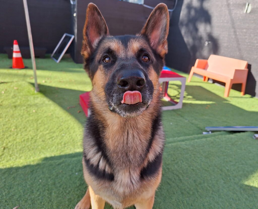 Dog Trainer Charlotte NC
