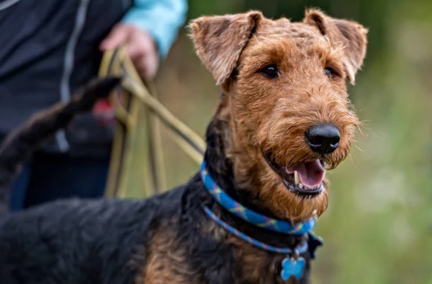 Airedale Terrier