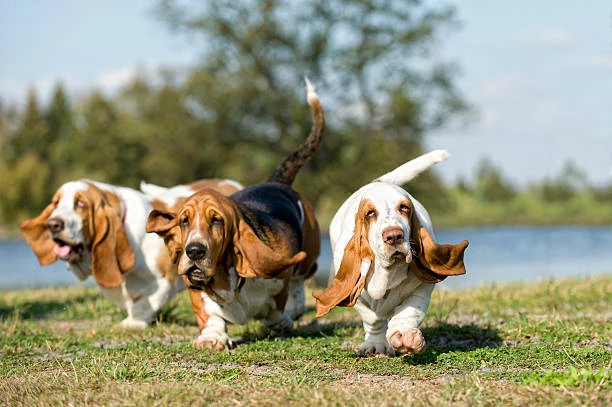 Basset Hound