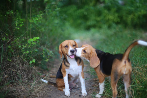 Beagle Breed | Animal People Dog Boarding & Day Care