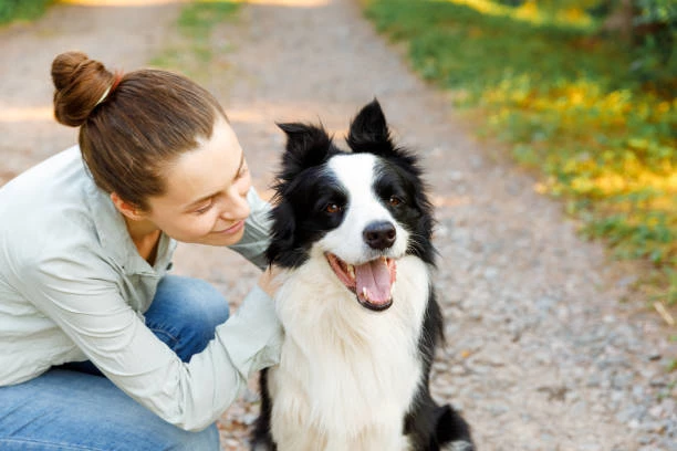 Border Collie