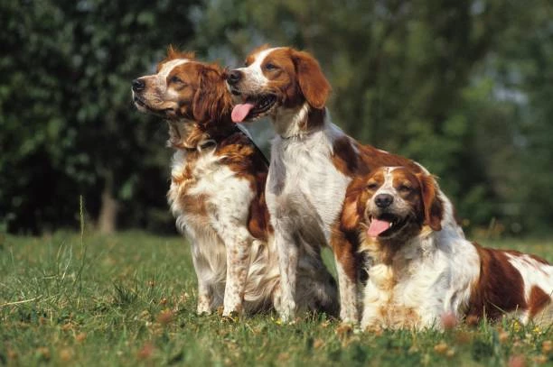 Brittany Spaniel