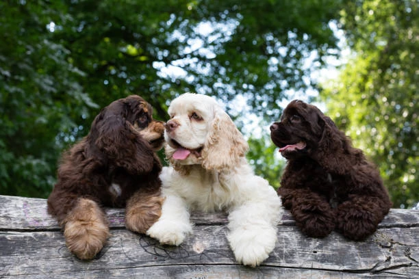 Cocker Spaniel