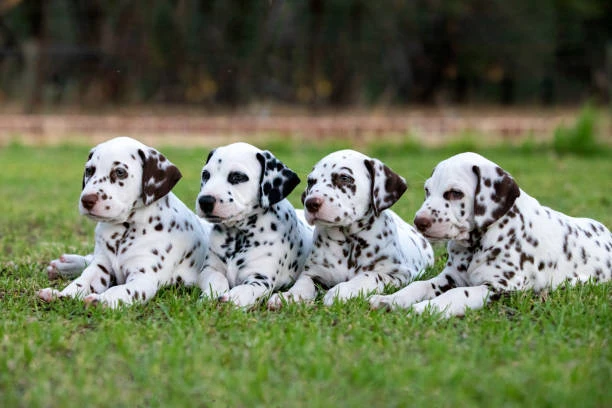 Dalmatian