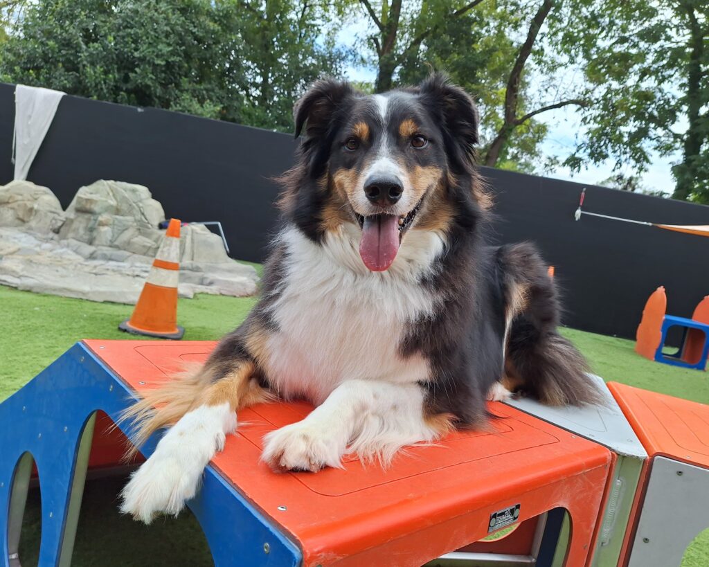 Fun Dog Boarding Company