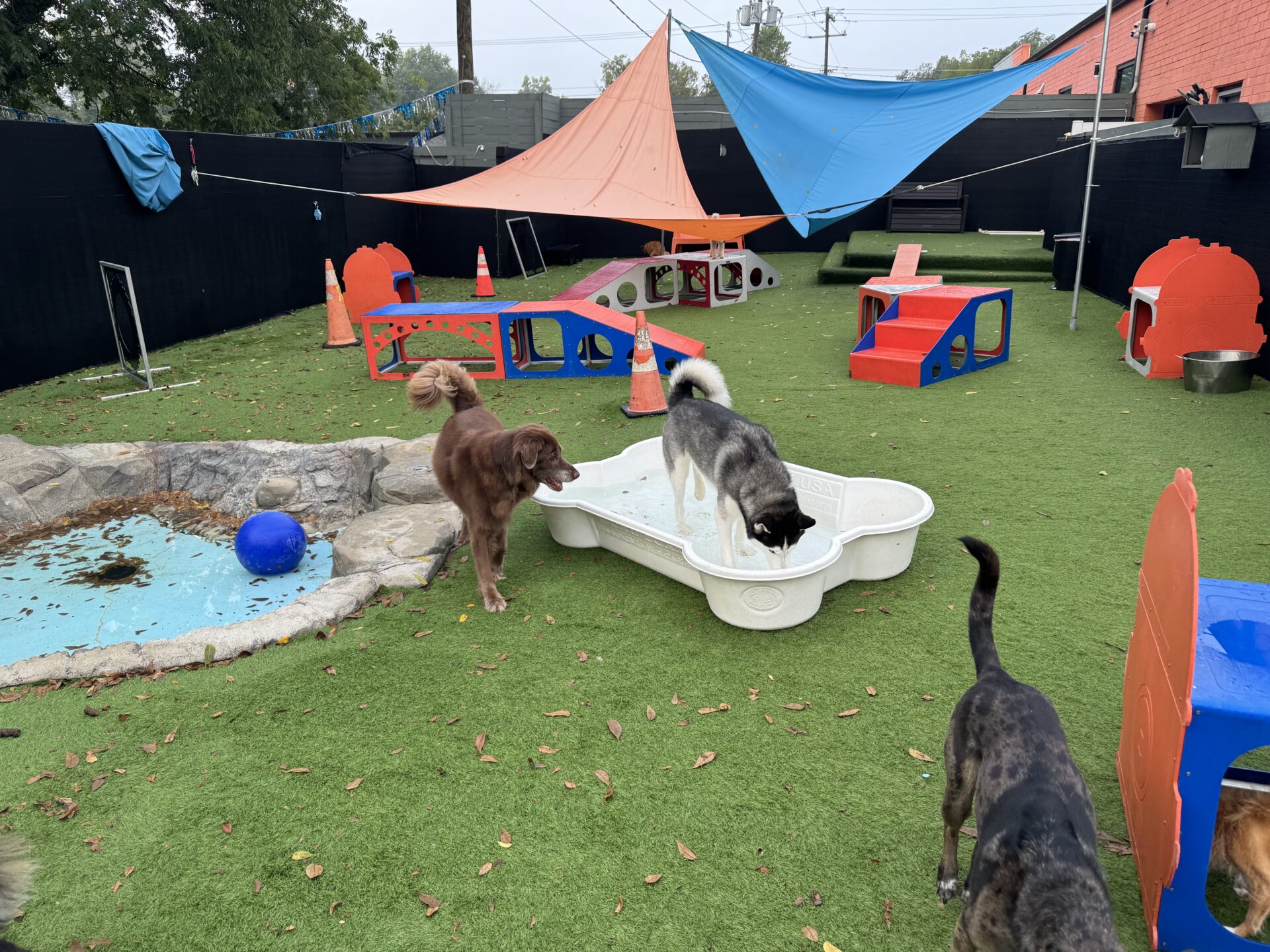 Fresh Look at After Dark At The Kennel What Happens