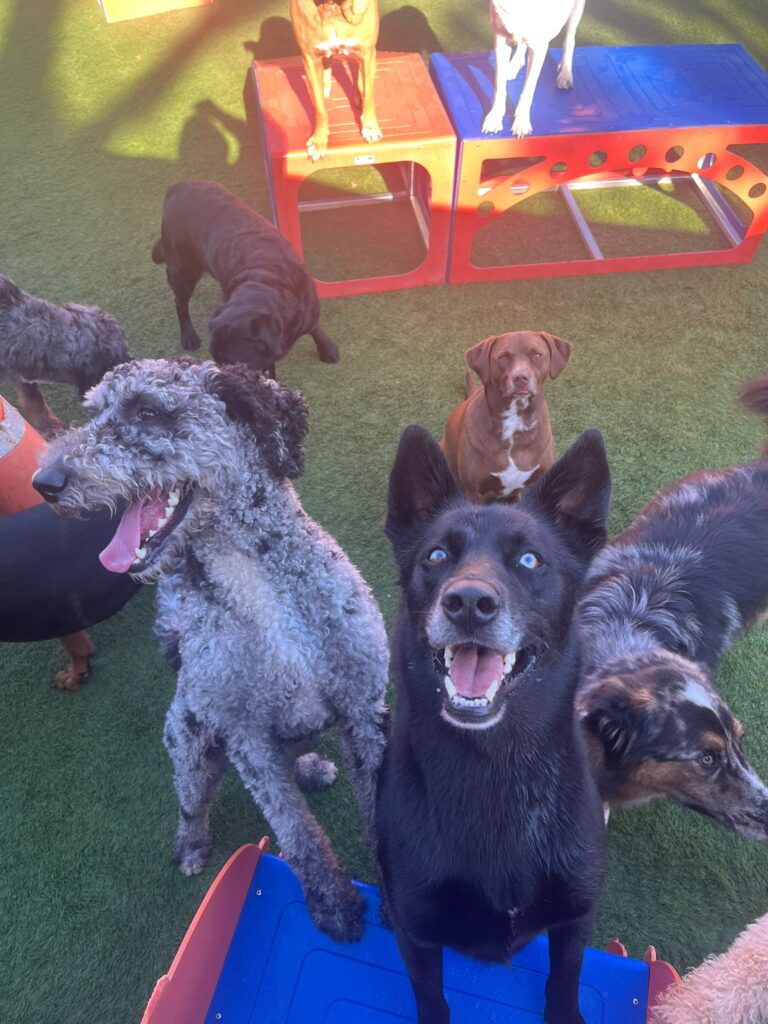 a group of dogs standing in a circle
