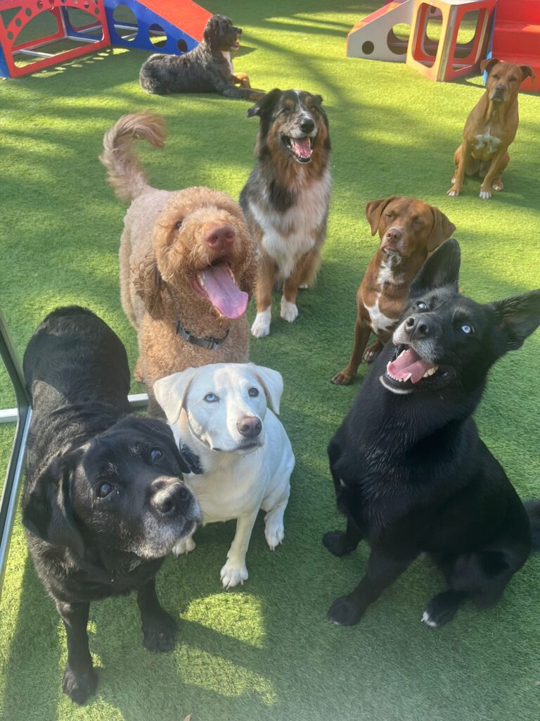 a group of dogs standing on grass
