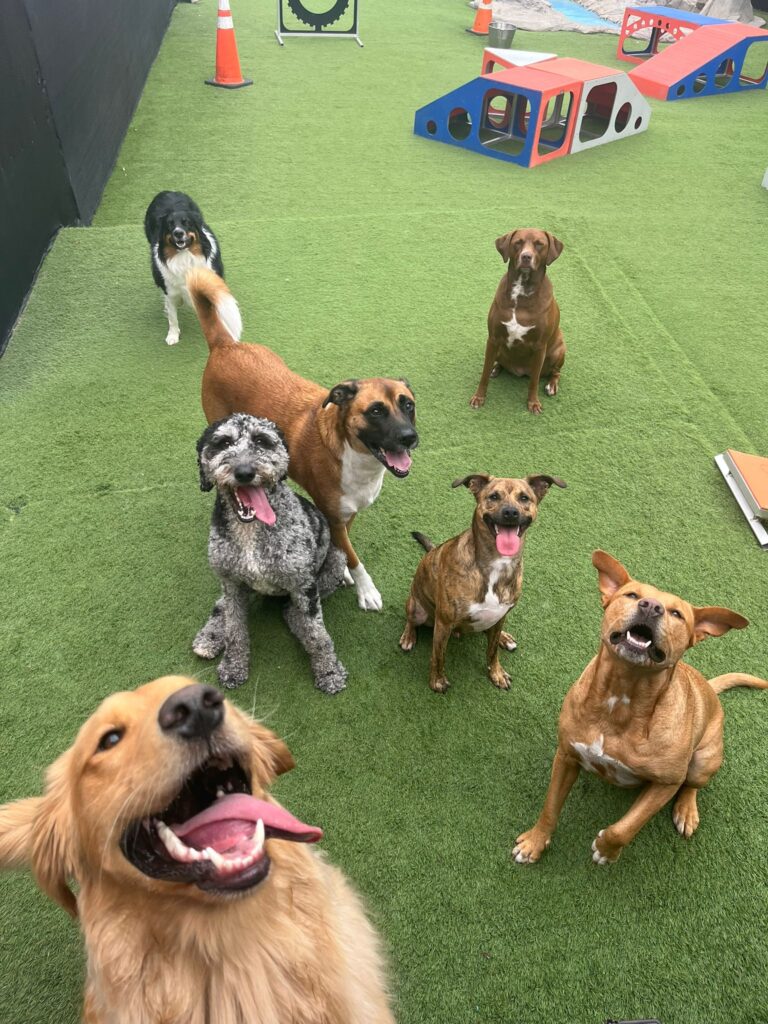 Canine Boarding