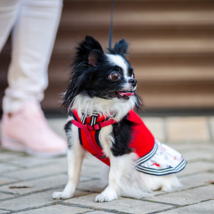 Small Dog boarding Place Charlotte NC