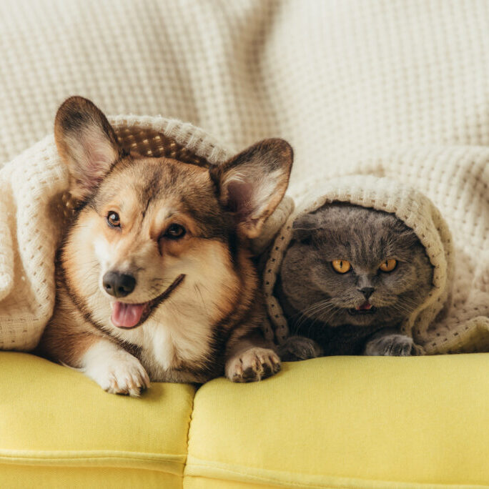 a dog and cat under a blanket