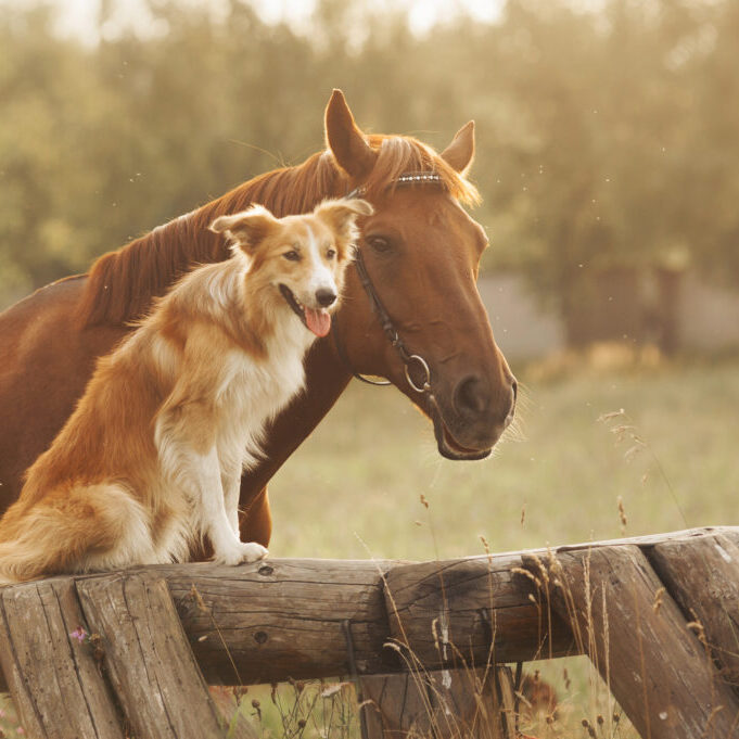 Doggie Daycare Mecklenburg NC