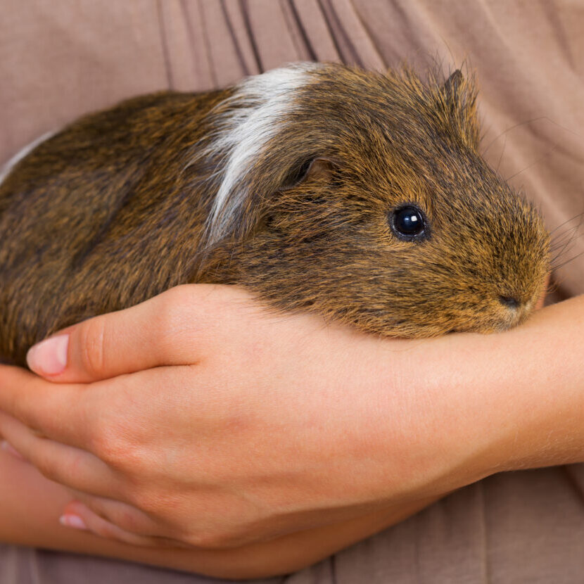 hamster sitting service